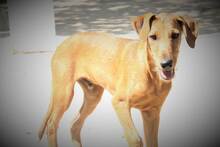 ANUBIS, Hund, Mischlingshund in Spanien - Bild 5