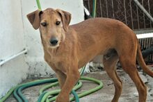 ANUBIS, Hund, Mischlingshund in Spanien - Bild 6