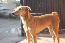 ANUBIS, Hund, Mischlingshund in Spanien - Bild 8