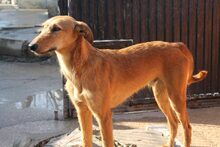 ANUBIS, Hund, Mischlingshund in Spanien - Bild 9