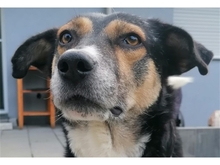 MARLI, Hund, Mischlingshund in Neulingen - Bild 6