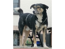 MARLI, Hund, Mischlingshund in Neulingen - Bild 8