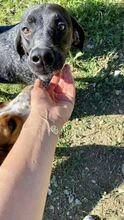 KINKEL, Hund, English Pointer in Zypern - Bild 6
