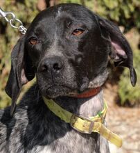 KINKEL, Hund, English Pointer in Zypern - Bild 8