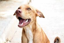 LUCKY, Hund, Mischlingshund in Spanien - Bild 3
