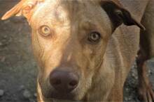 LUCKY, Hund, Mischlingshund in Spanien - Bild 5