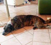 ETTORE, Hund, Mischlingshund in Italien - Bild 11