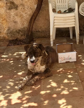 ETTORE, Hund, Mischlingshund in Italien - Bild 12