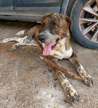 ETTORE, Hund, Mischlingshund in Italien - Bild 2