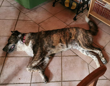 ETTORE, Hund, Mischlingshund in Italien - Bild 3