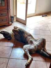 ETTORE, Hund, Mischlingshund in Italien - Bild 6