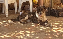 ETTORE, Hund, Mischlingshund in Italien - Bild 8