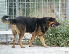 REX, Hund, Mischlingshund in Italien - Bild 3