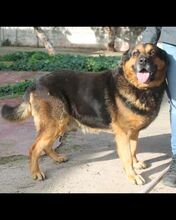 REX, Hund, Mischlingshund in Italien - Bild 4