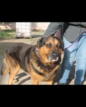 REX, Hund, Mischlingshund in Italien - Bild 5