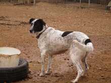 BLANCA, Hund, Mischlingshund in Geilenkirchen - Bild 1