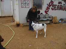 BLANCA, Hund, Mischlingshund in Geilenkirchen - Bild 12