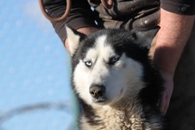 KODY, Hund, Siberian Husky-Mix in Ungarn - Bild 3
