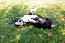 ROCKYII, Hund, Staffordshire Bull Terrier-Mix in Kroatien - Bild 1