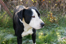 ROCKYII, Hund, Staffordshire Bull Terrier-Mix in Kroatien - Bild 4