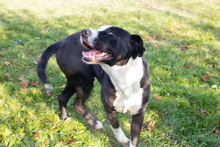 ROCKYII, Hund, Staffordshire Bull Terrier-Mix in Kroatien - Bild 5
