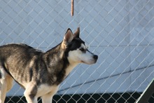 KLOE, Hund, Siberian Husky-Mix in Ungarn - Bild 5