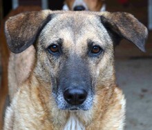 AMY, Hund, Mischlingshund in Rumänien - Bild 1
