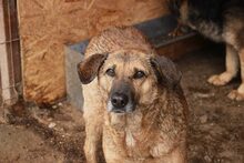 AMY, Hund, Mischlingshund in Rumänien - Bild 2