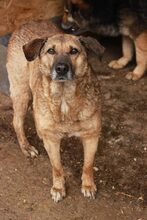 AMY, Hund, Mischlingshund in Rumänien - Bild 3