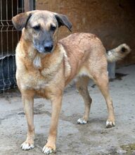 AMY, Hund, Mischlingshund in Rumänien - Bild 9