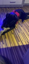 TAMARA, Hund, Mischlingshund in Engelskirchen - Bild 5