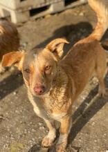 COSIMO, Hund, Mischlingshund in Haren - Bild 13