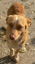 COSIMO, Hund, Mischlingshund in Haren - Bild 2