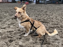 COSIMO, Hund, Mischlingshund in Haren - Bild 25