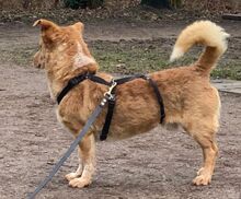 COSIMO, Hund, Mischlingshund in Haren - Bild 26