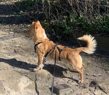 COSIMO, Hund, Mischlingshund in Haren - Bild 43