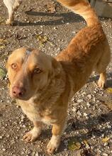 COSIMO, Hund, Mischlingshund in Haren - Bild 5