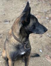 KIANURA, Hund, Mischlingshund in Griechenland - Bild 11