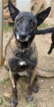 KIANURA, Hund, Mischlingshund in Griechenland - Bild 12