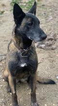 KIANURA, Hund, Mischlingshund in Griechenland - Bild 5