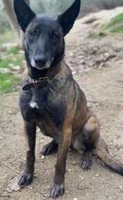 KIANURA, Hund, Mischlingshund in Griechenland - Bild 7