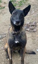 KIANURA, Hund, Mischlingshund in Griechenland - Bild 8