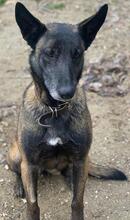 KIANURA, Hund, Mischlingshund in Griechenland - Bild 9