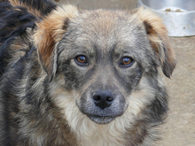 RANDU, Hund, Mischlingshund in Rumänien - Bild 10