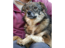 RANDU, Hund, Mischlingshund in Rumänien - Bild 2