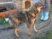 RANDU, Hund, Mischlingshund in Rumänien - Bild 4