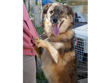 RANDU, Hund, Mischlingshund in Rumänien - Bild 5