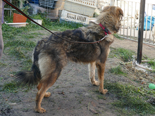 RANDU, Hund, Mischlingshund in Rumänien - Bild 6
