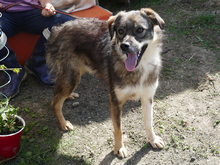 RANDU, Hund, Mischlingshund in Rumänien - Bild 8