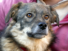 RANDU, Hund, Mischlingshund in Rumänien - Bild 9
